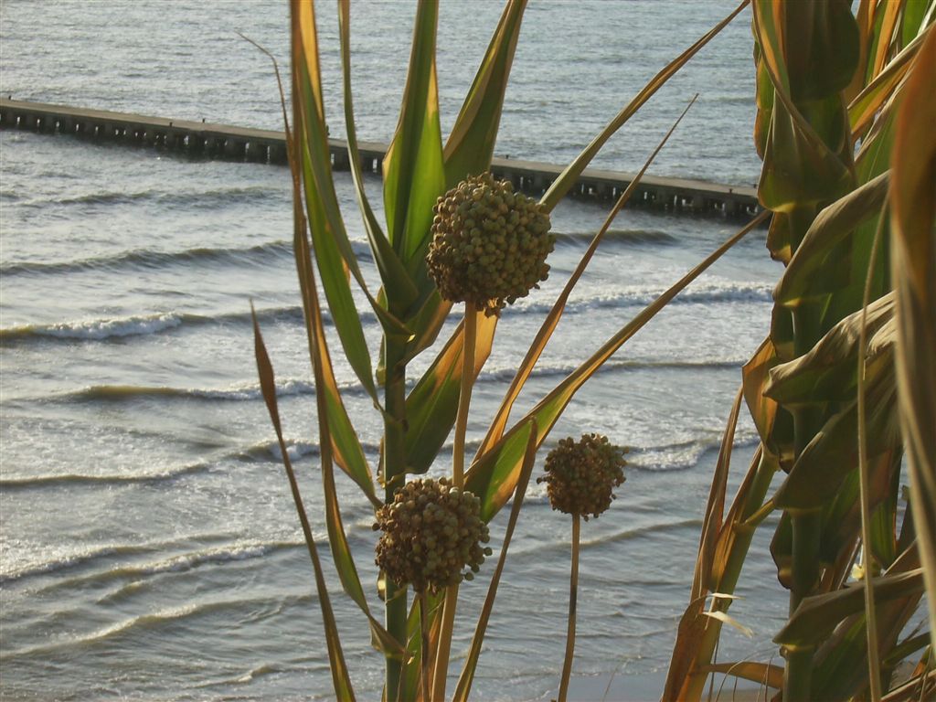 Allium commutatum / Aglio delle isole